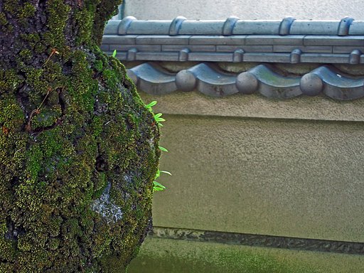 苔