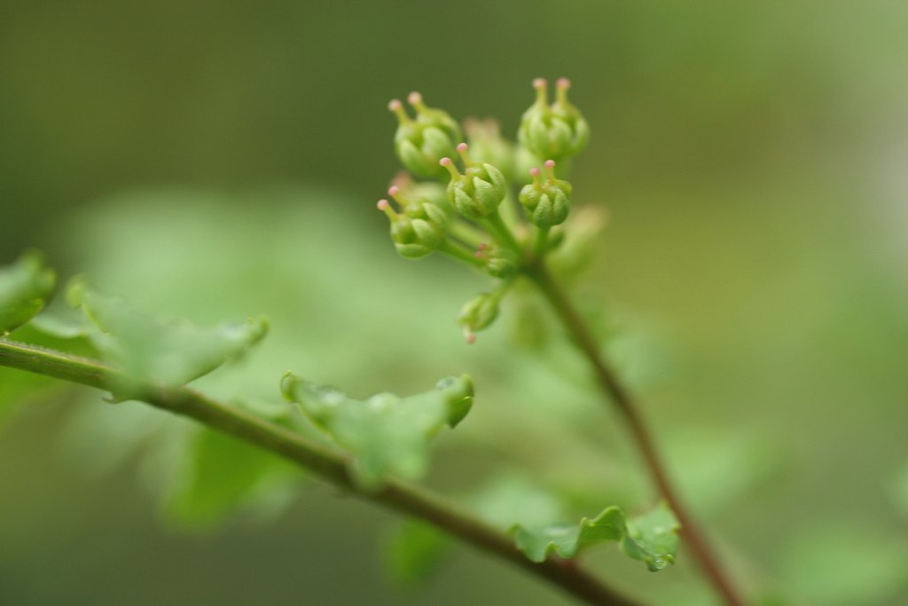 山椒の雌花
