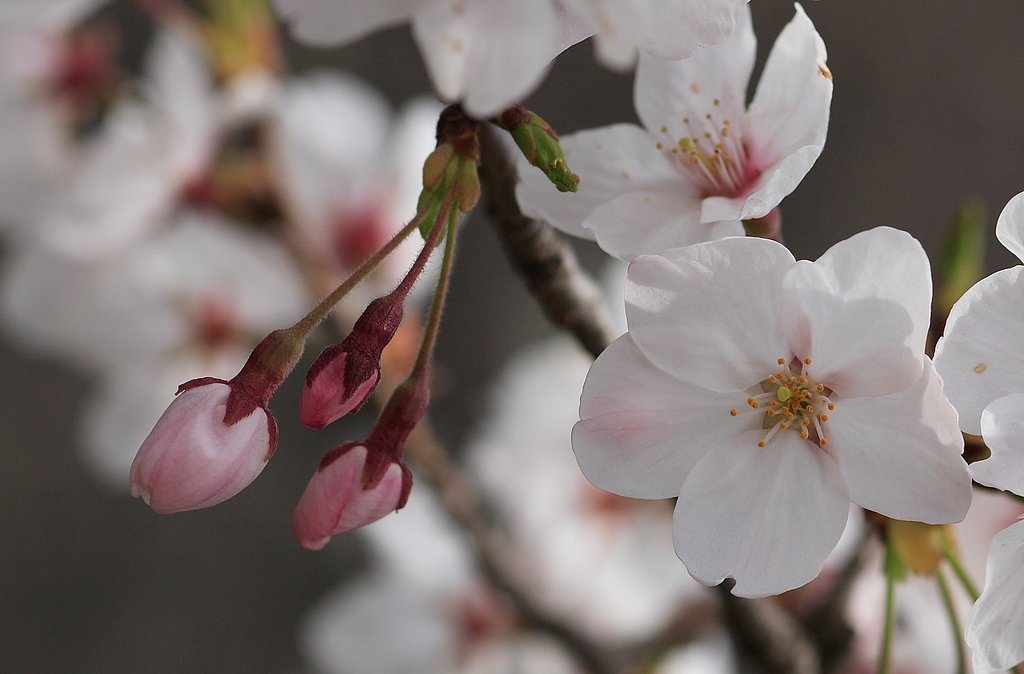 今年の桜