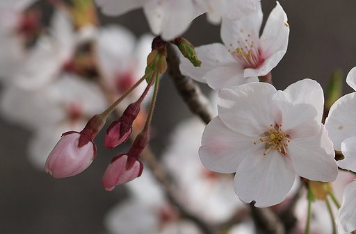 今年の桜