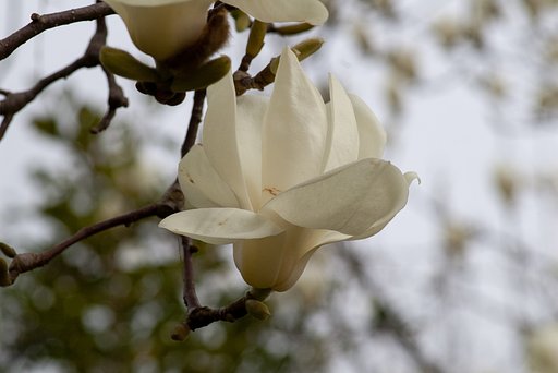 畑のハクモクレンが開花。