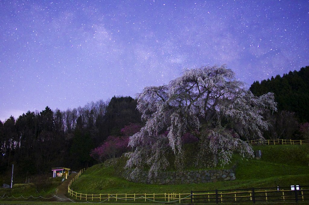 沸星瀧桜