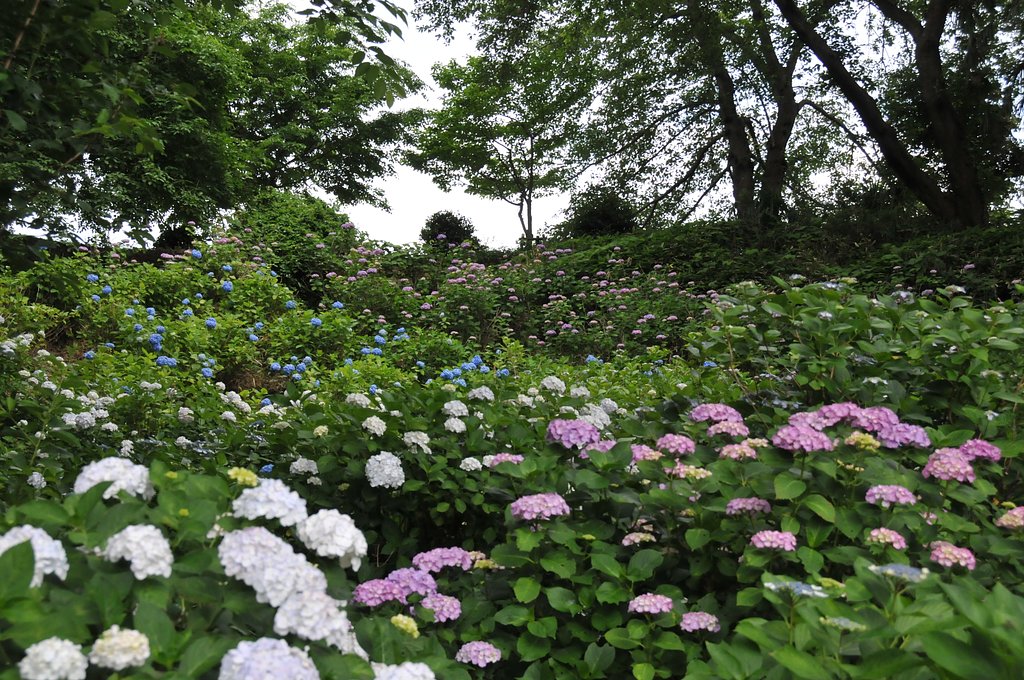 あじさいです。