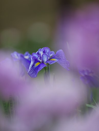 ボケの花菖蒲