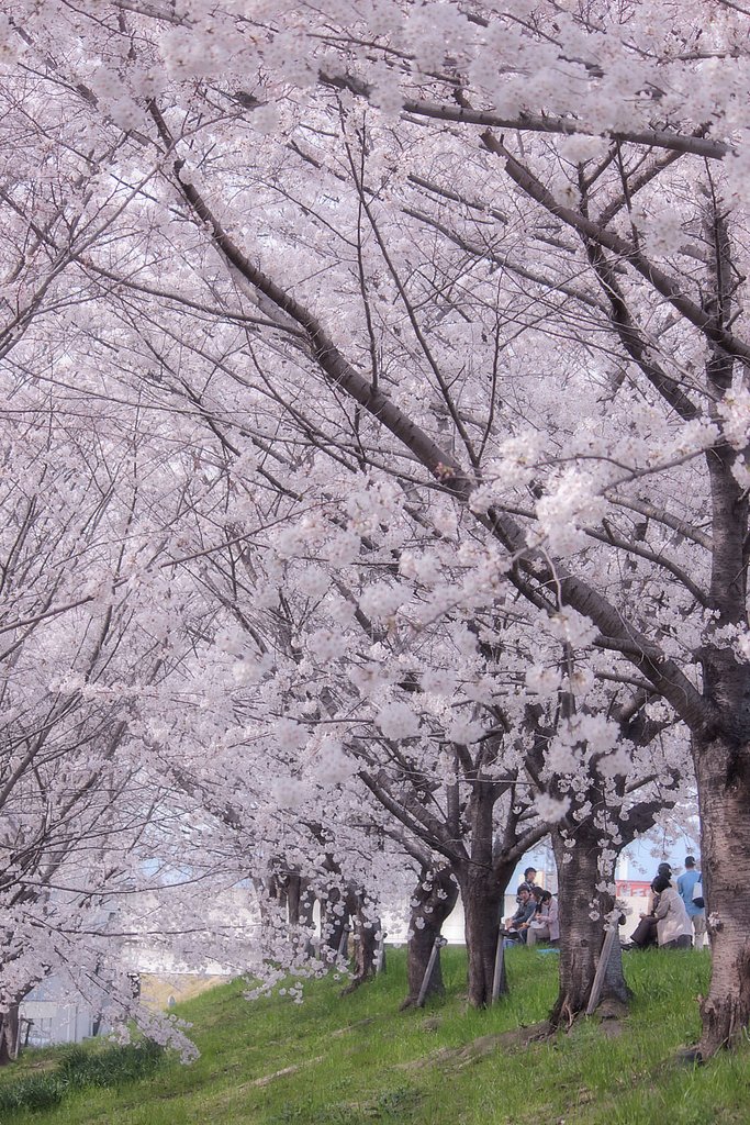 満開の桜