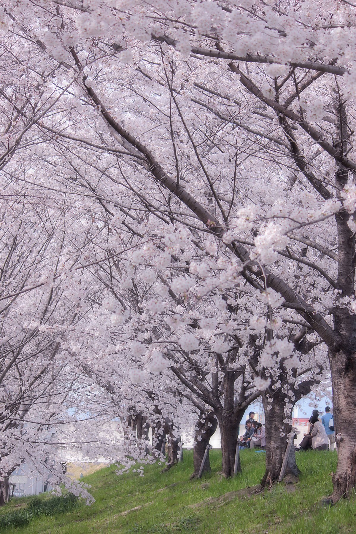 満開の桜
