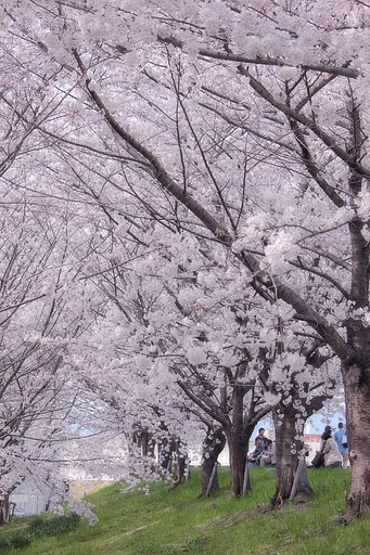 満開の桜