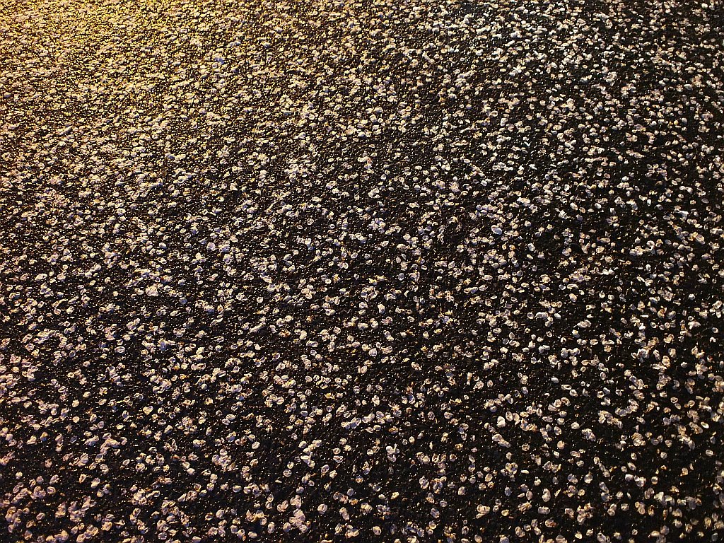 サクラ散る・・・^^;