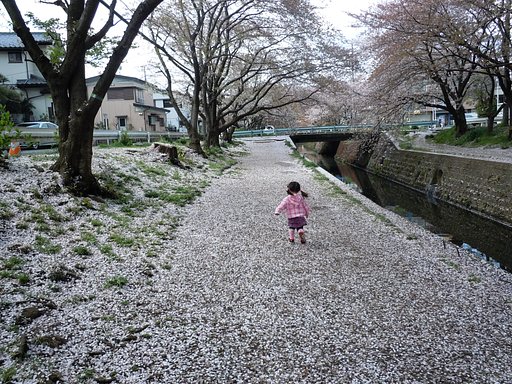 さくらの、未来