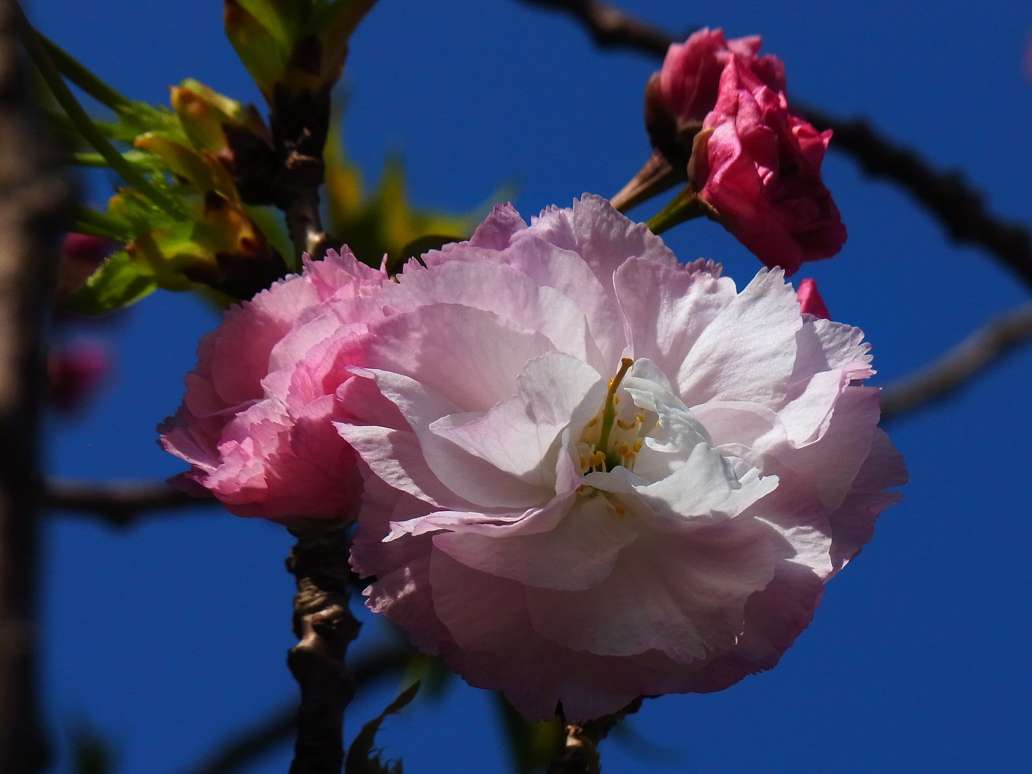 八重桜