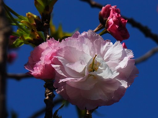 八重桜