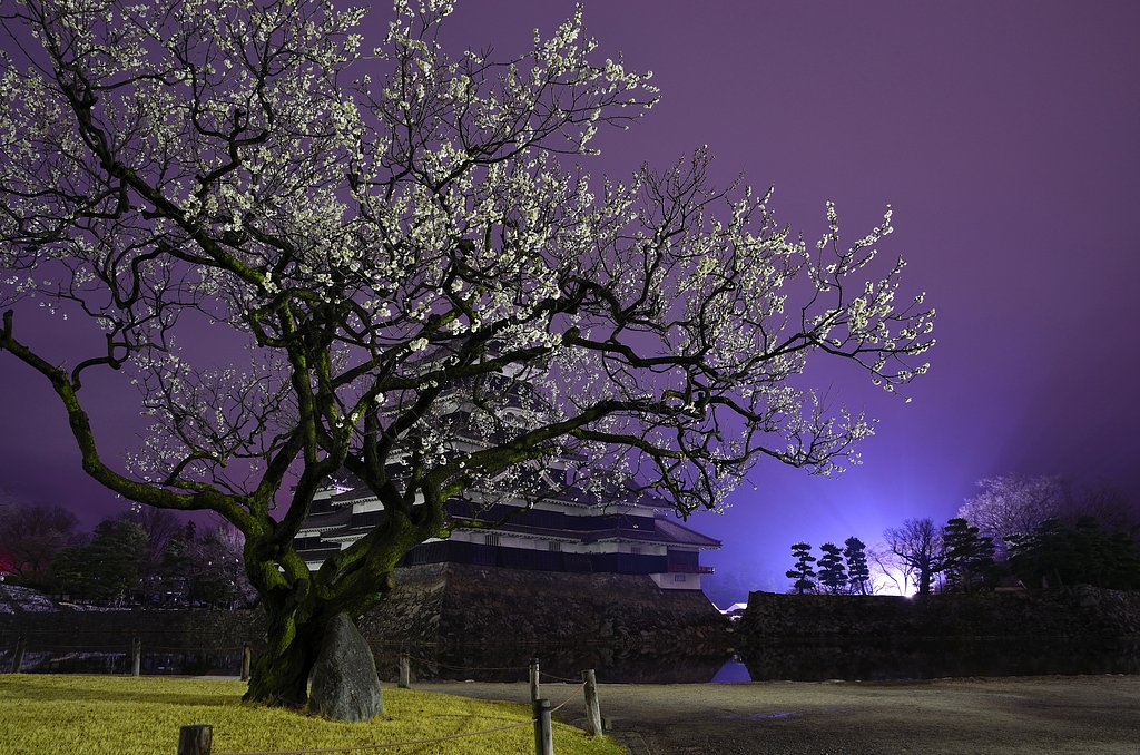 老梅、桜の知らせ
