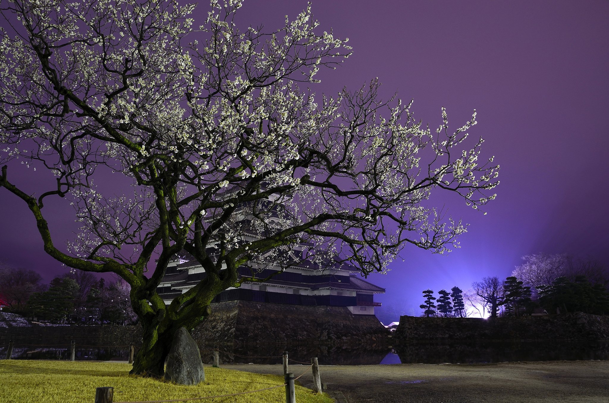 老梅、桜の知らせ