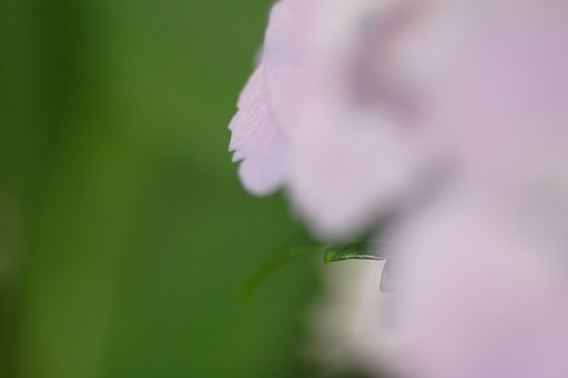恋心