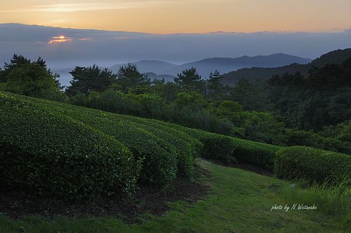 お茶畑と夕暮れ