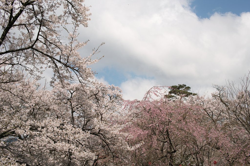桜
