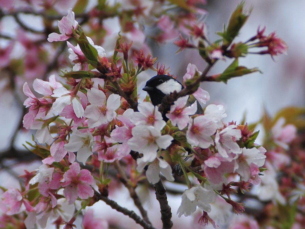 花からの眺めサクラにはコゲラの他に、シジュウカラもいて顔を見せていました。