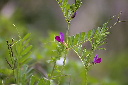 カラスエンドウの花