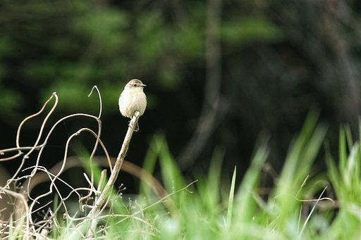 ノビタキ♀