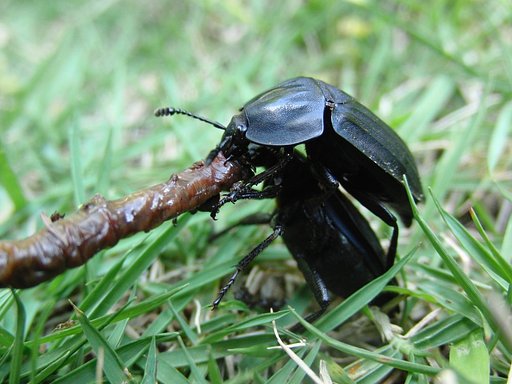 シデムシ　カップルで食事中