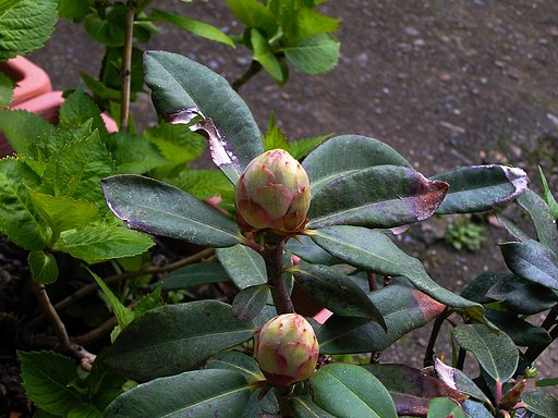 でっかい蕾に。