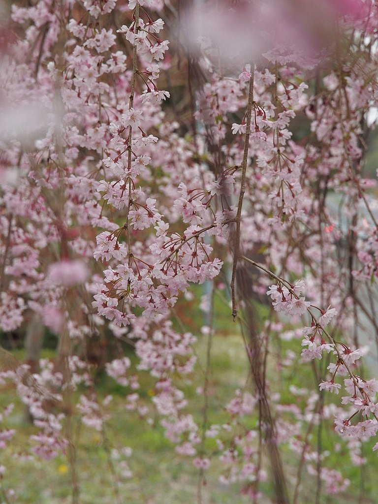 枝垂れ桜・・・^^;