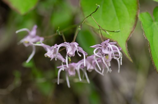 イカリソウが咲きはじめました。