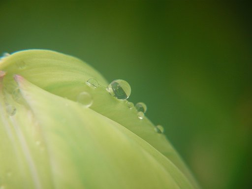 【淡彩】しずく
