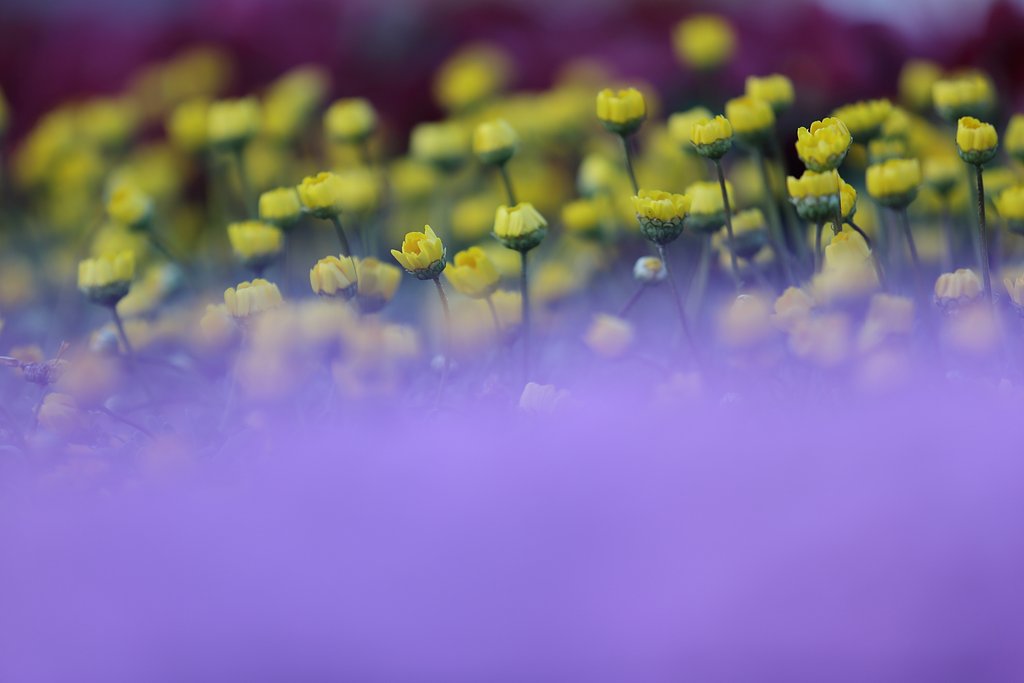 豪華な花壇
