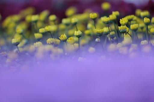 豪華な花壇