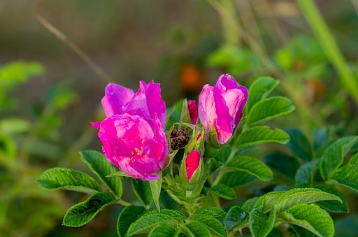ハマナスの花が・・。