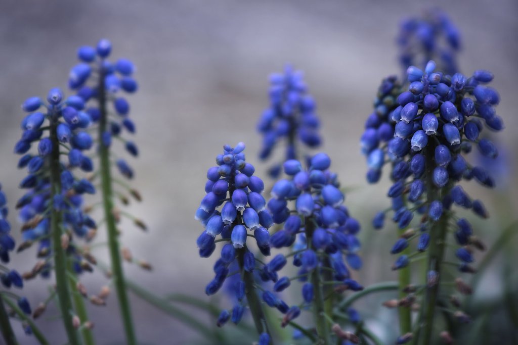 ムスカリの森