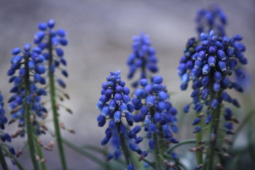 ムスカリの森