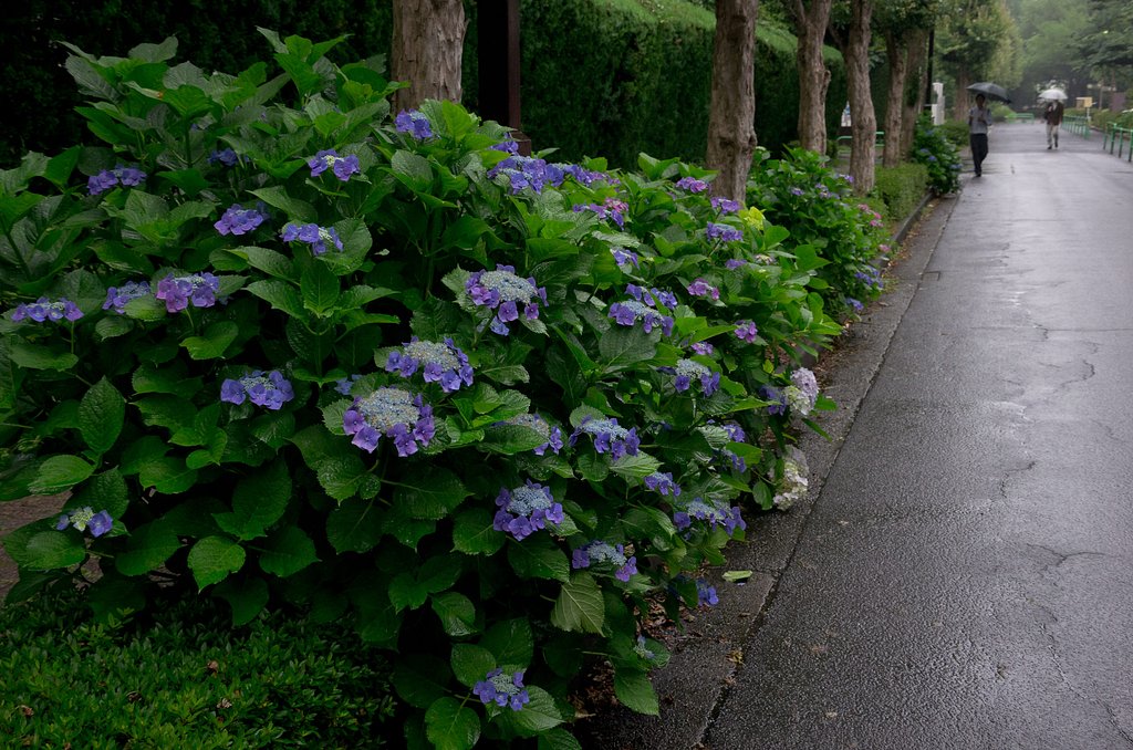梅雨、真っ直中