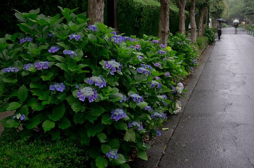 梅雨、真っ直中