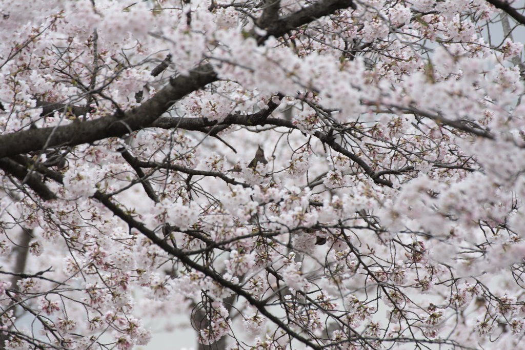 桜と鳥