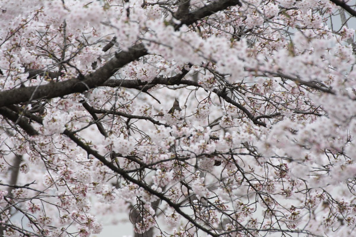 桜と鳥