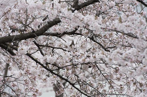 桜と鳥