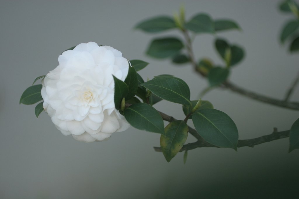 残花・・・
