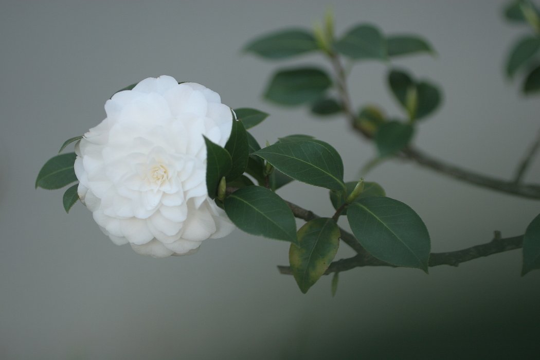 残花・・・