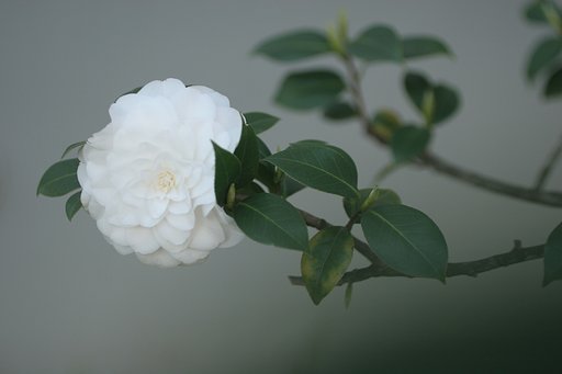 残花・・・
