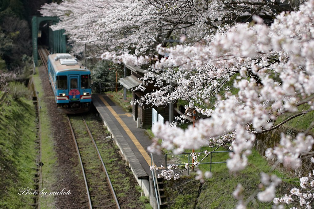 桜のホームへ
