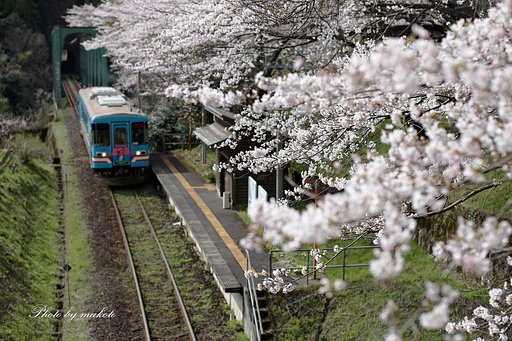 桜のホームへ