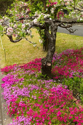 芝桜  鮮やか