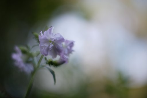 花？