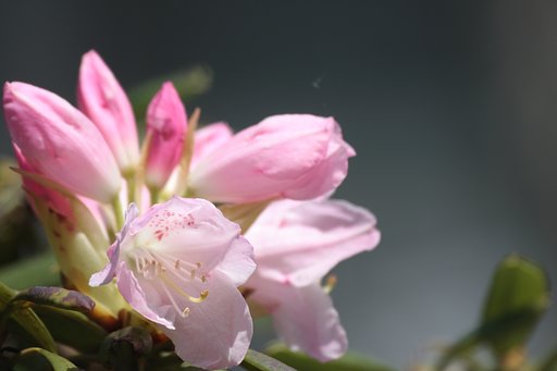 石楠花