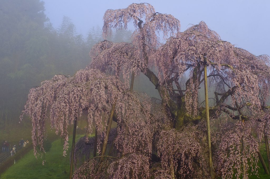 【淡彩】微睡滝桜