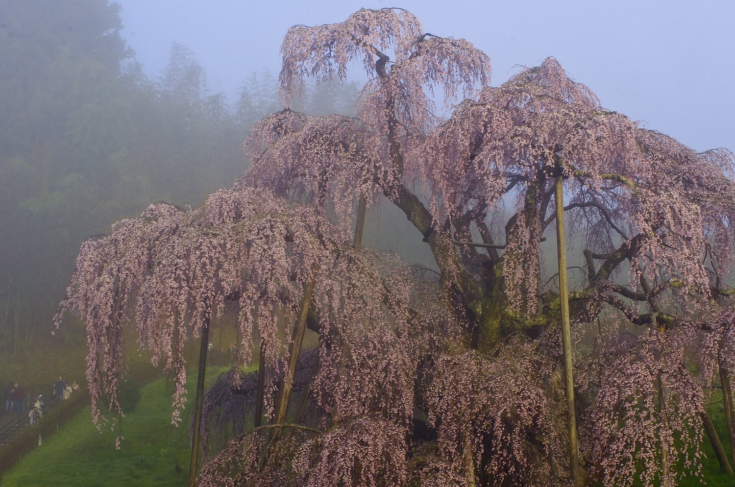 【淡彩】微睡滝桜