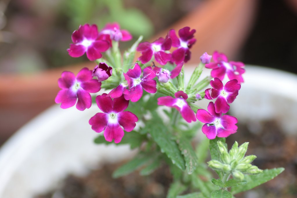 花手毬