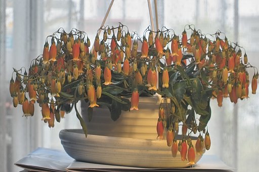 この花の名は？
